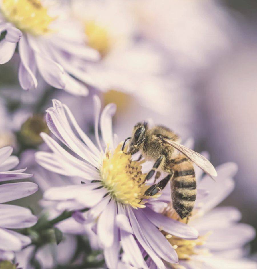 Een honingbij haalt stuifmeel uit een lichtpaarse aster