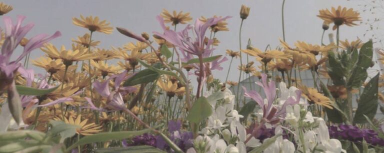 Een bloemenveld met gele en paarse bloemen in volle bloei